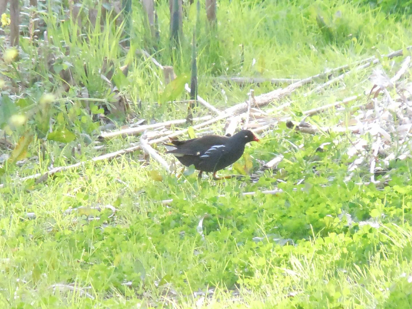 Gallinella d''acqua